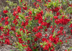 Green Promise Farms shrub in 2-gallon container ready to plant, conveying size and readiness