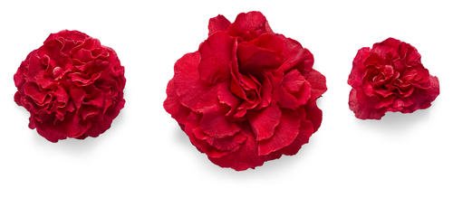 Green Promise Farms cut stems in vase illustrating floral use and long-lasting blooms