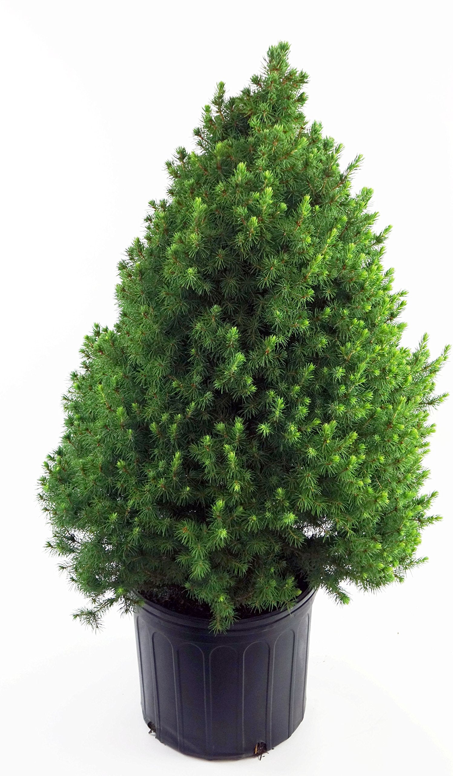 Green Promise Farms front view of dwarf Alberta spruce showing conical form and tidy structure