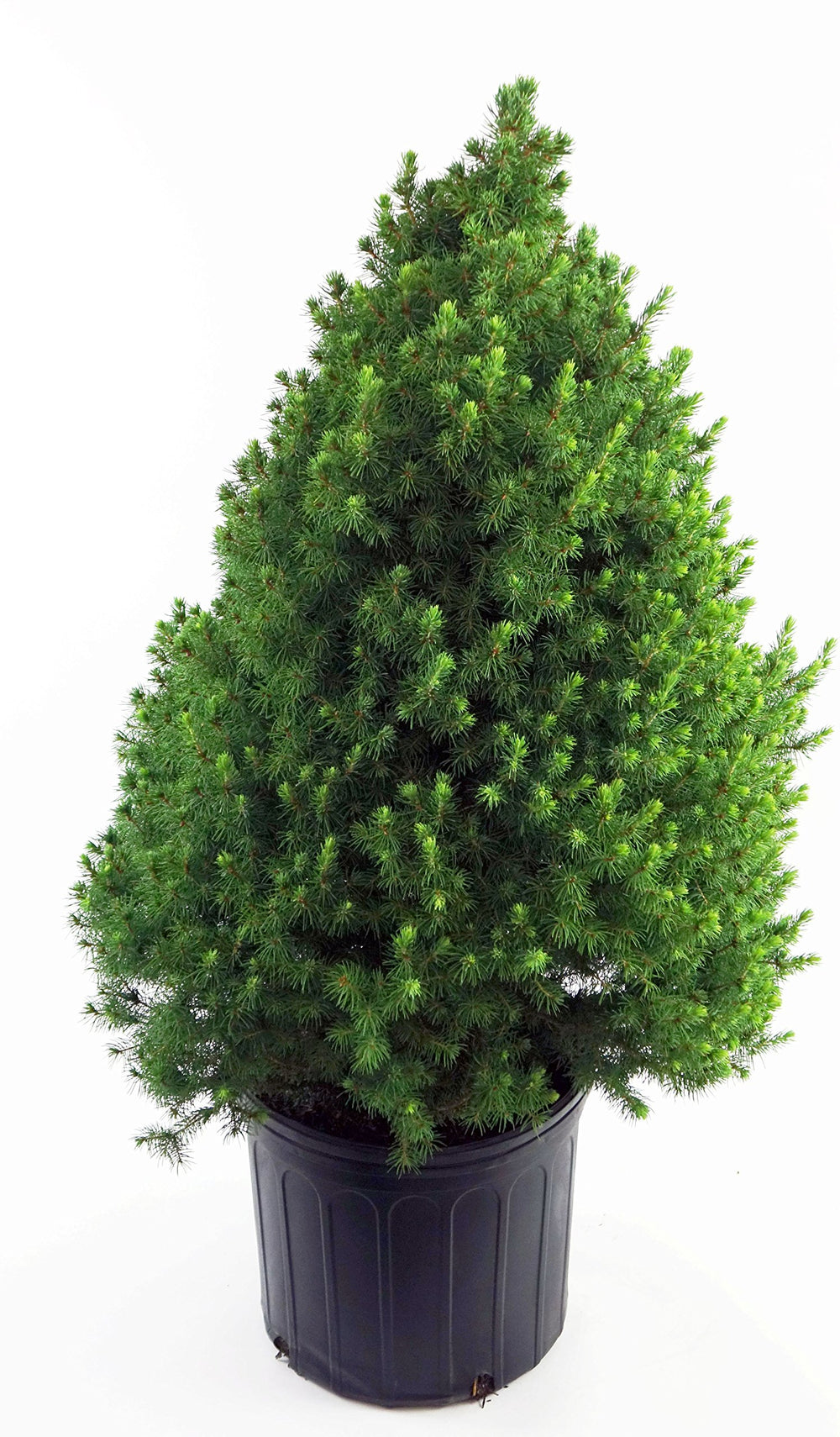 Green Promise Farms front view of dwarf Alberta spruce showing conical form and tidy structure