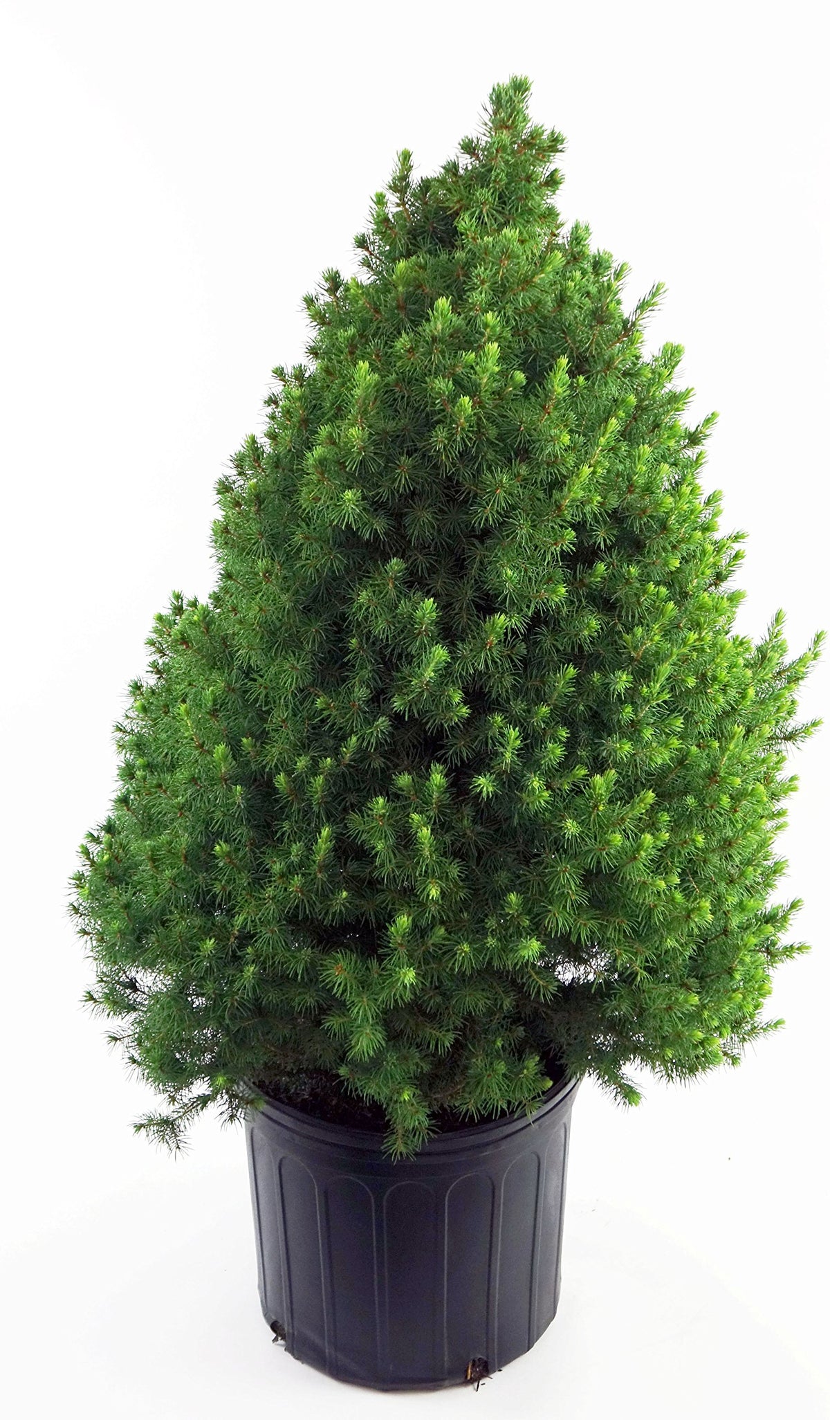 Green Promise Farms front view of dwarf Alberta spruce showing conical form and tidy structure