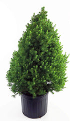 Green Promise Farms front view of dwarf Alberta spruce showing conical form and tidy structure