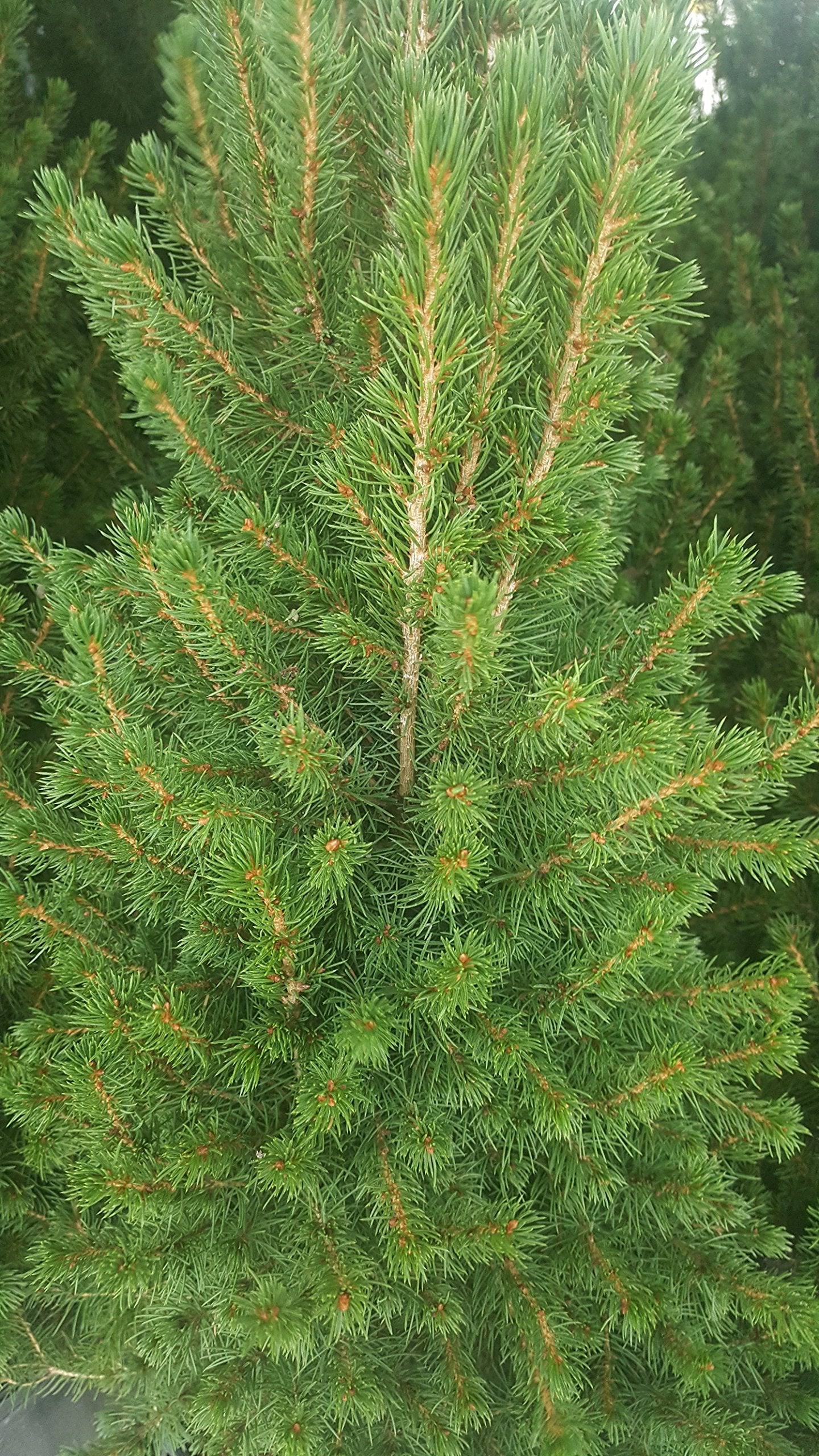 Green Promise Farms dwarf Alberta spruce planted in garden for year-round structure and curb appeal