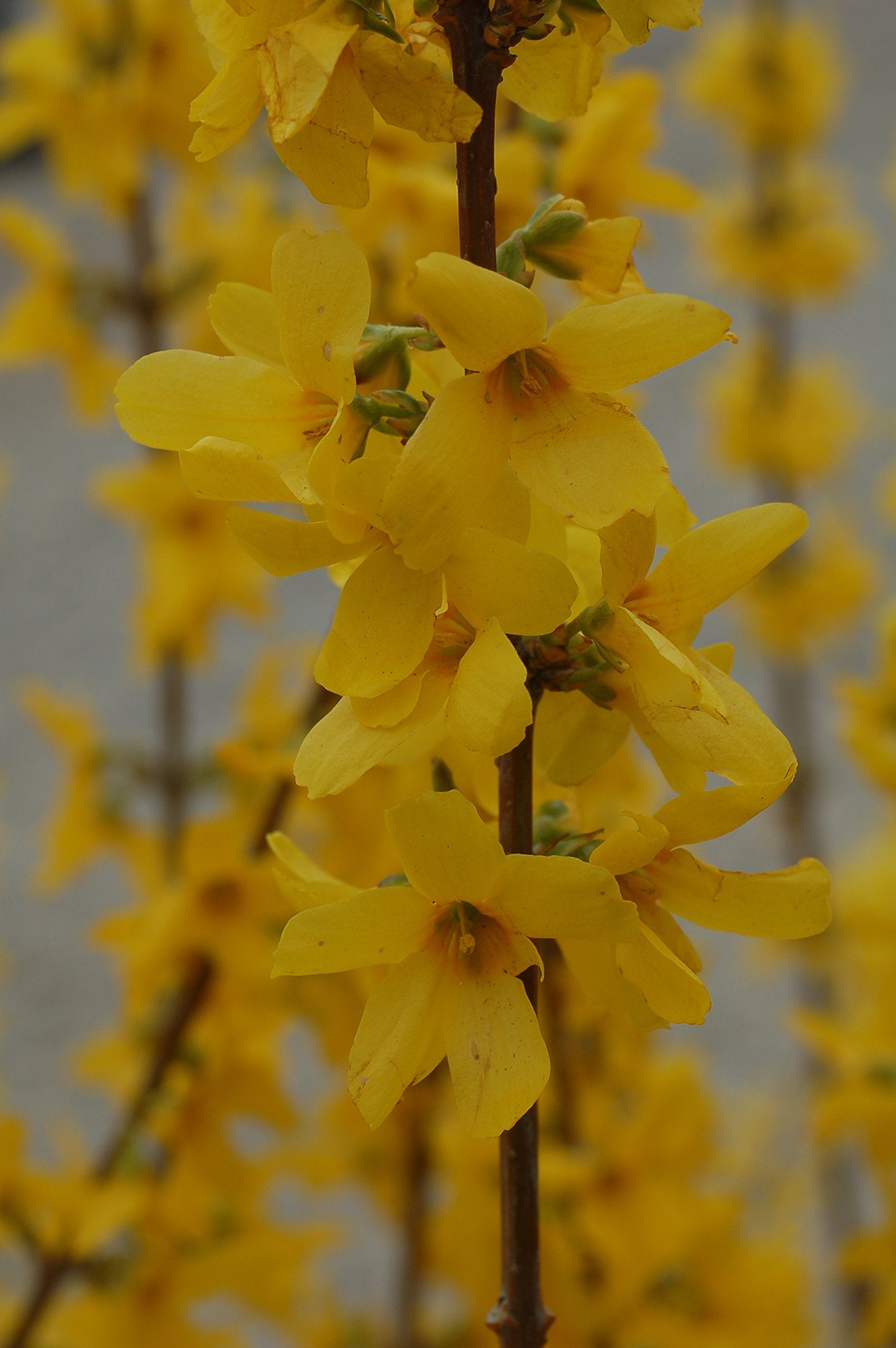 Green Promise Farms close-up of Lynwood Gold flowers highlighting vivid color and texture
