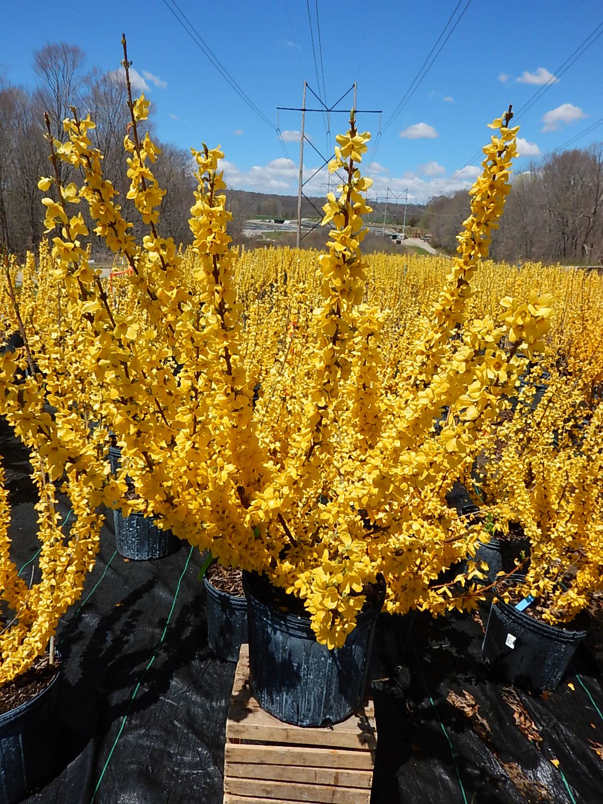 Green Promise Farms Forsythia planted in garden demonstrating arching branches and curb appeal