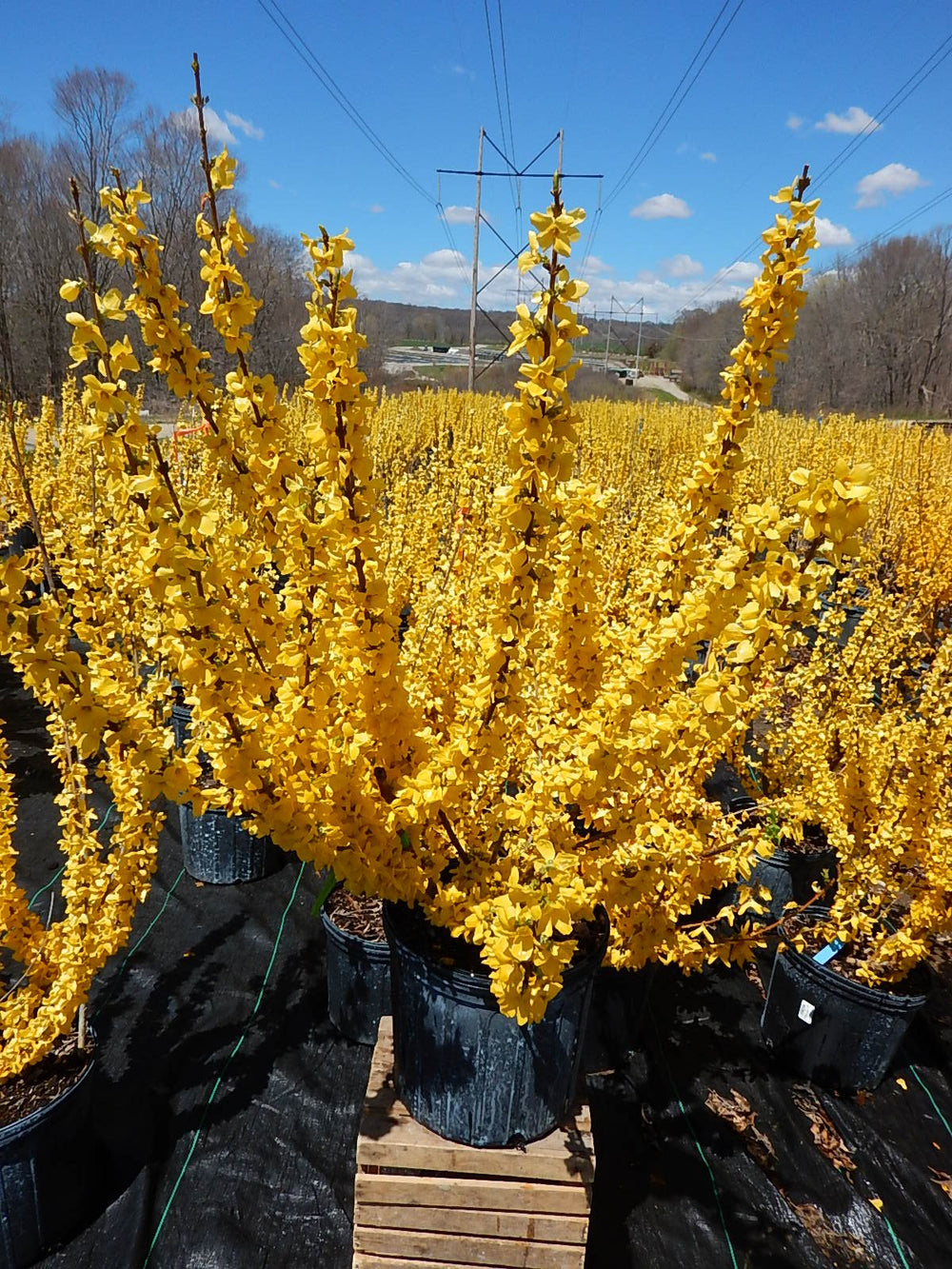 Green Promise Farms Forsythia planted in garden demonstrating arching branches and curb appeal