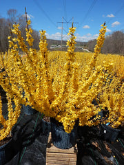 Green Promise Farms Forsythia planted in garden demonstrating arching branches and curb appeal