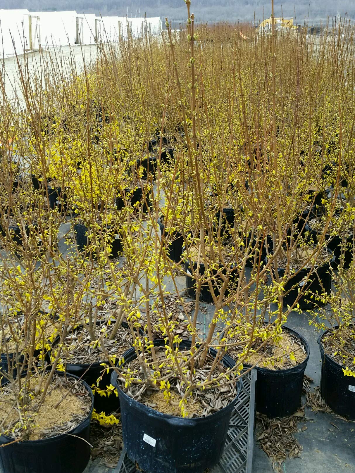 Green Promise Farms Forsythia beside a person for scale to show mature size and spread