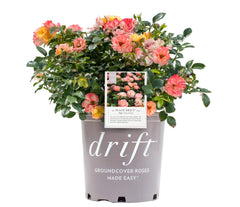Green Promise Farms front view of Peach Drift rose showcasing healthy foliage and blooms