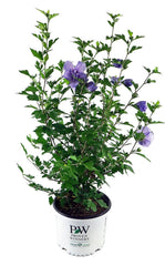 Green Promise Farms hibiscus close-up of lavender-blue bloom highlighting texture