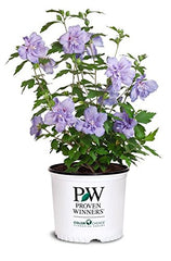 Green Promise Farms hibiscus front view showing healthy foliage and shape