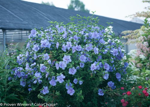 Green Promise Farms hibiscus in garden landscape providing seasonal color