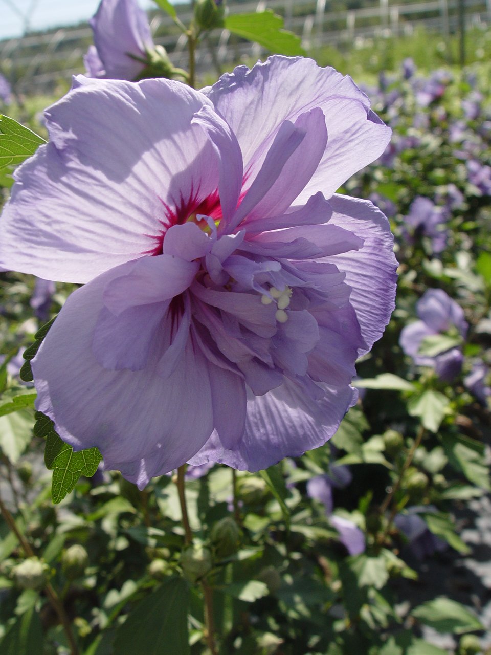 Green Promise Farms hibiscus in container for size comparison and planting ease