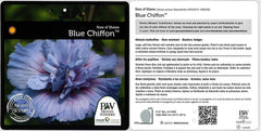 Green Promise Farms hibiscus root ball ready-to-plant demonstrating healthy roots