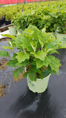 Green Promise Farms HYDRANGEA QUE. 'ALICE' close-up of white-to-pink cone bloom — large pollinator-friendly flower detail