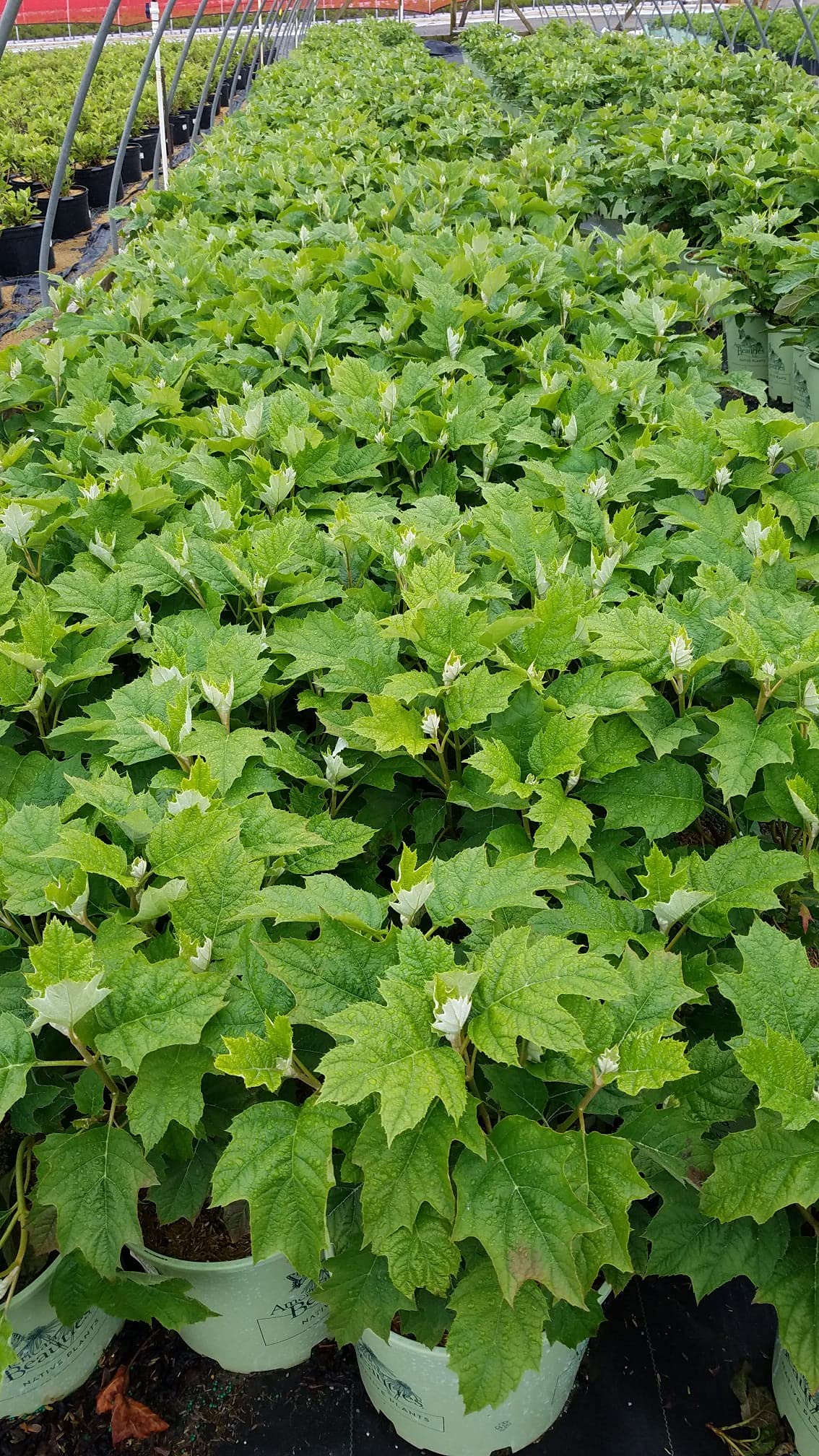 Green Promise Farms HYDRANGEA QUE. 'ALICE' in #3 container beside ruler for scale — ready-to-plant size shown