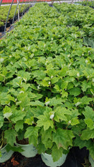 Green Promise Farms HYDRANGEA QUE. 'ALICE' in #3 container beside ruler for scale — ready-to-plant size shown