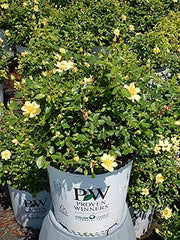 Green Promise Farms close-up of Lemon Zest bloom highlighting vibrant canary-yellow petals and long-lasting color