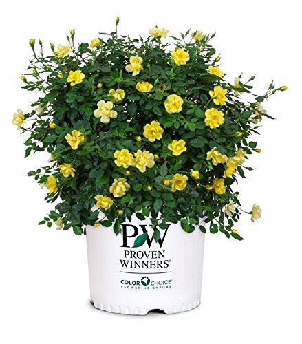 Green Promise Farms front view of yellow Rosa OSO EASY Lemon Zest showing ready-to-plant container