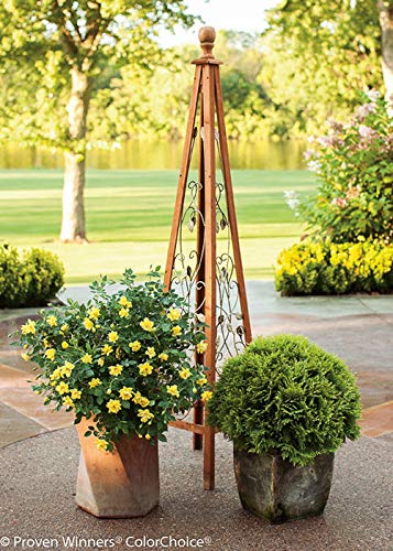 Green Promise Farms Lemon Zest in sunny garden bed demonstrating bright color and reblooming habit