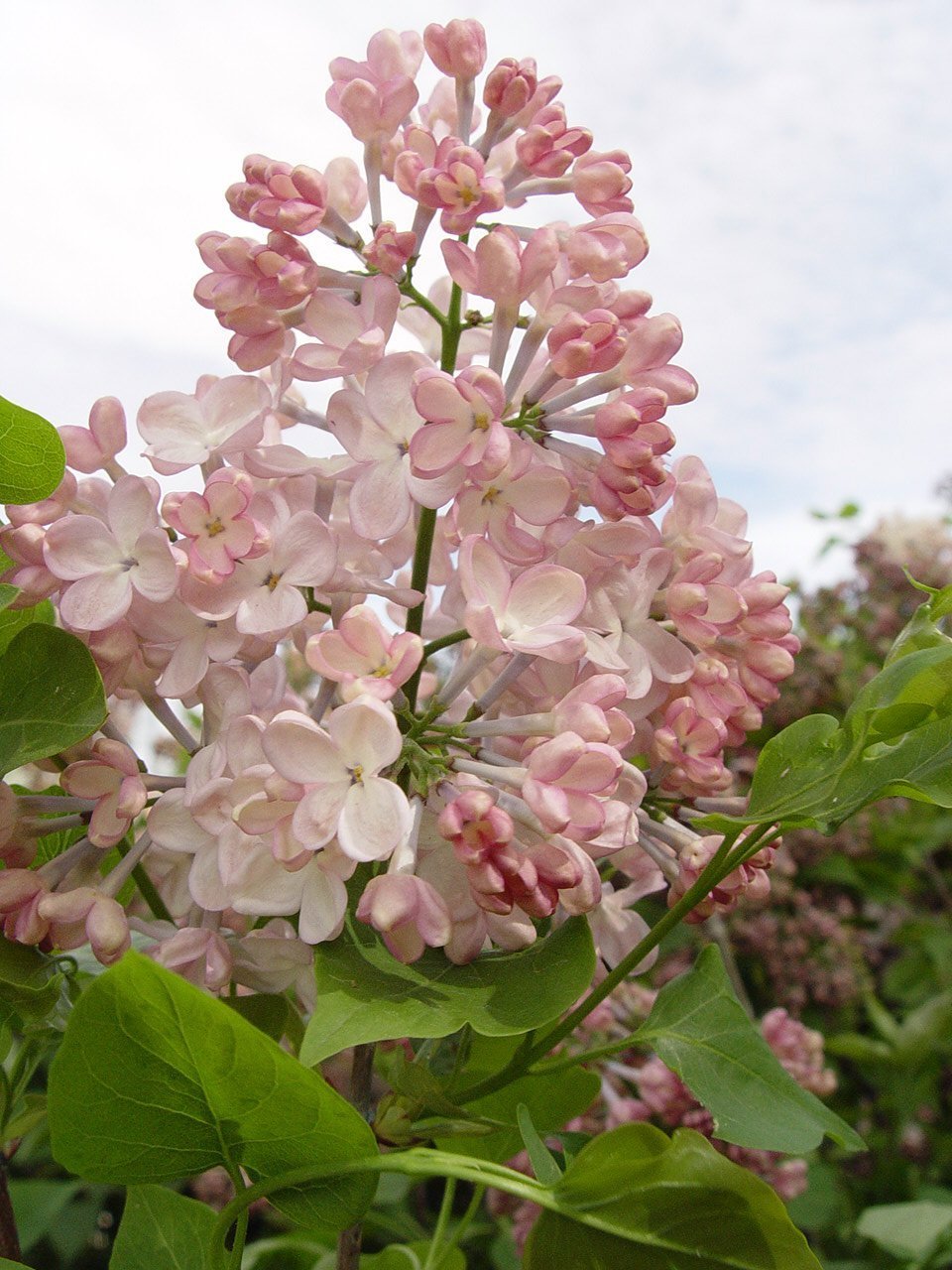 Green Promise Farms Maiden's Blush front view showing pink blooms and fragrance benefit