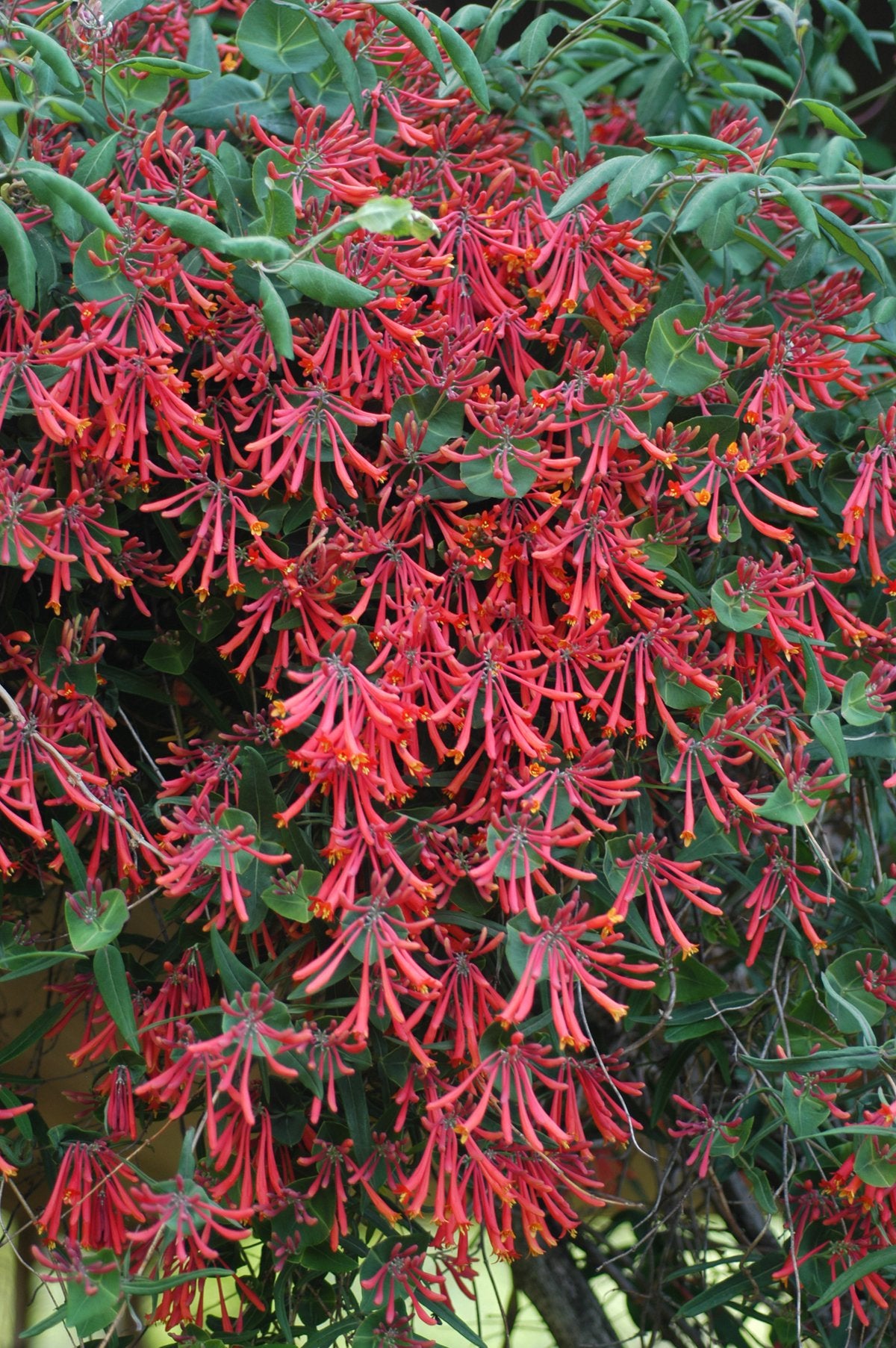 Green Promise Farms 'Major Wheeler' deep red tubular blooms close-up attracting pollinators