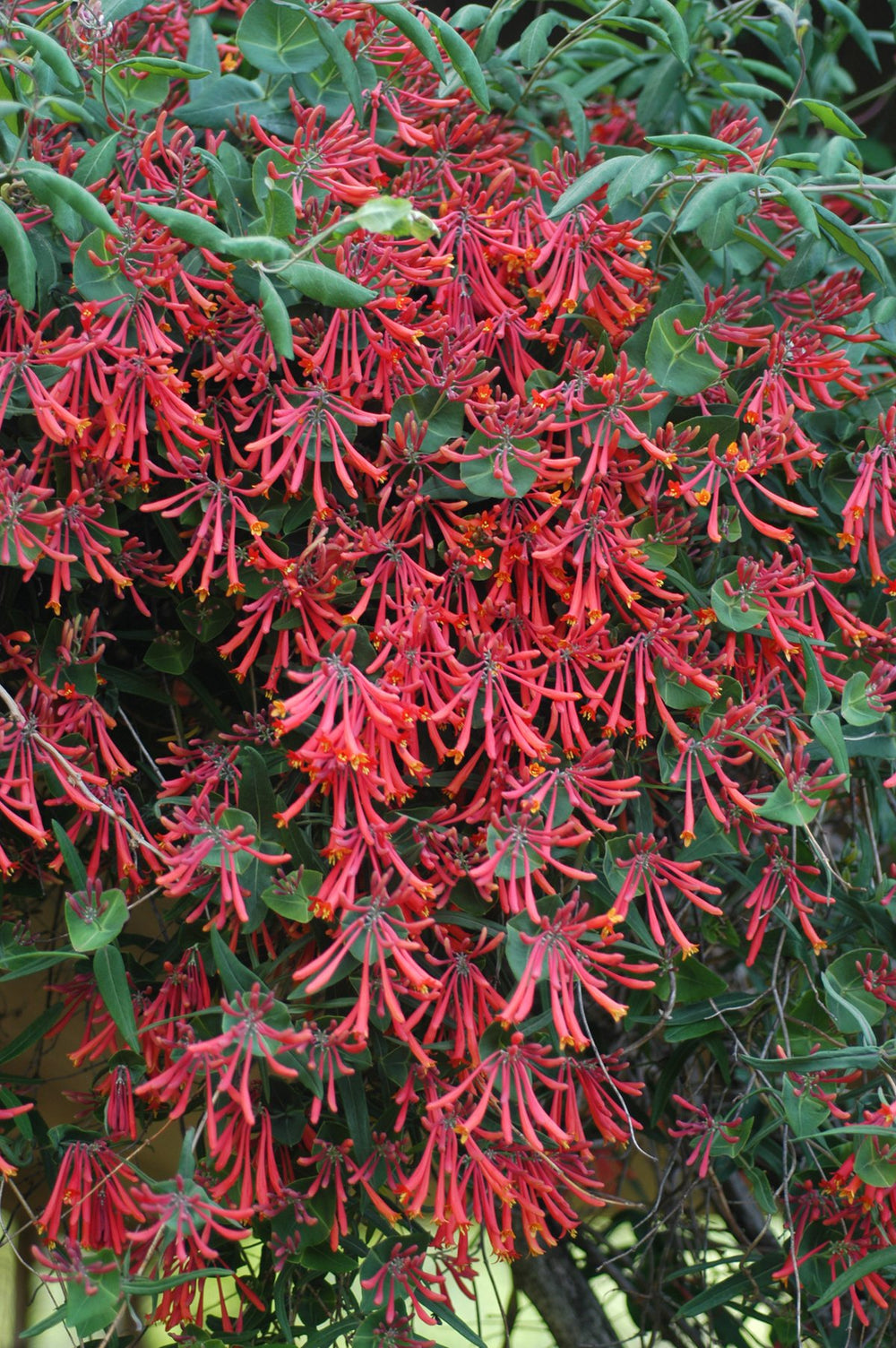 Green Promise Farms 'Major Wheeler' deep red tubular blooms close-up attracting pollinators