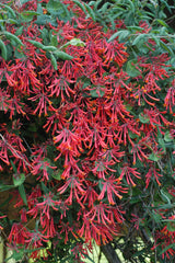 Green Promise Farms 'Major Wheeler' deep red tubular blooms close-up attracting pollinators