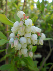 Green Promise Farms Patriot close-up of berries and leaves illustrating abundant fruit and texture