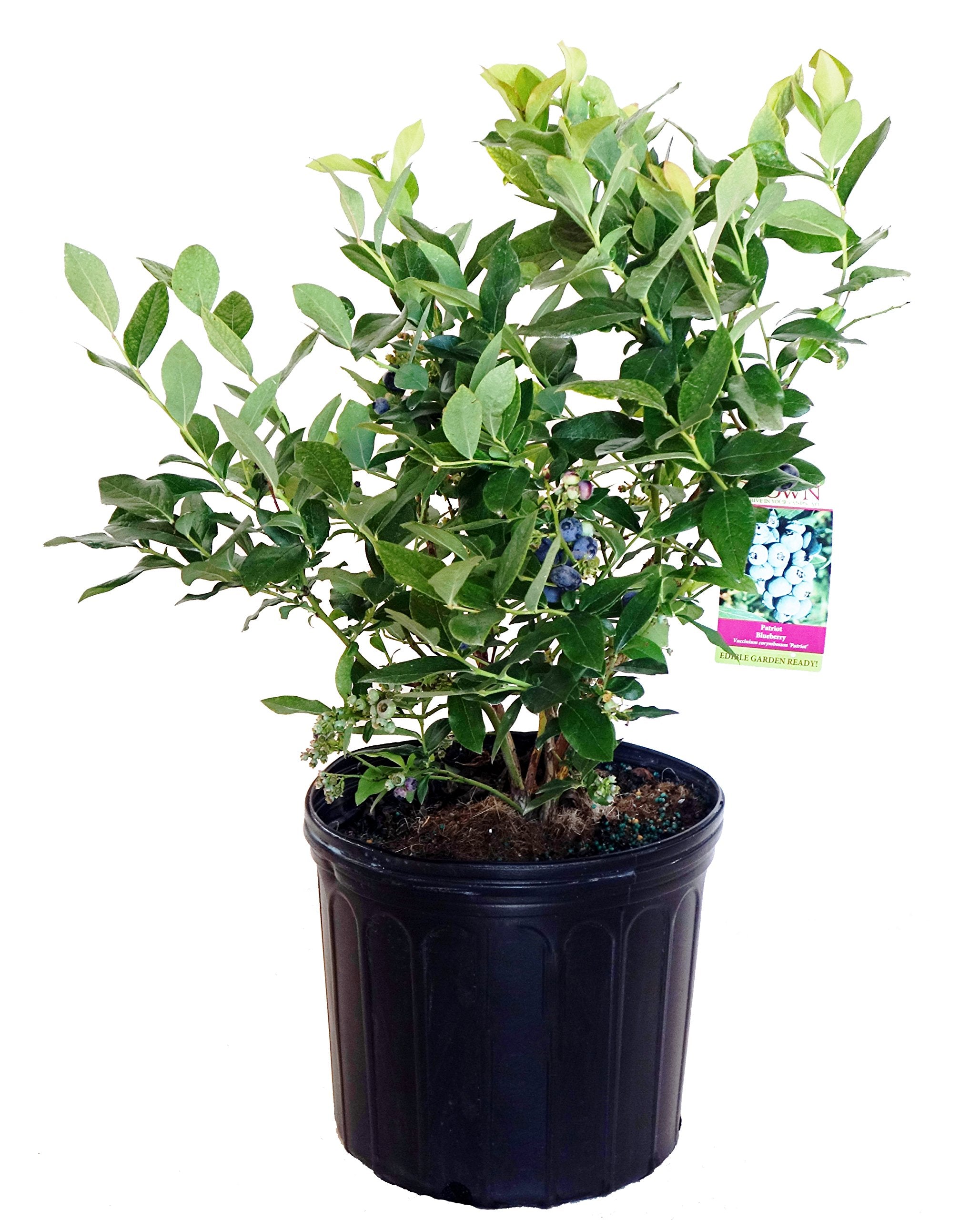 Green Promise Farms Patriot front view showing compact shrub and glossy foliage for curb appeal