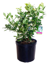 Green Promise Farms Patriot front view showing compact shrub and glossy foliage for curb appeal
