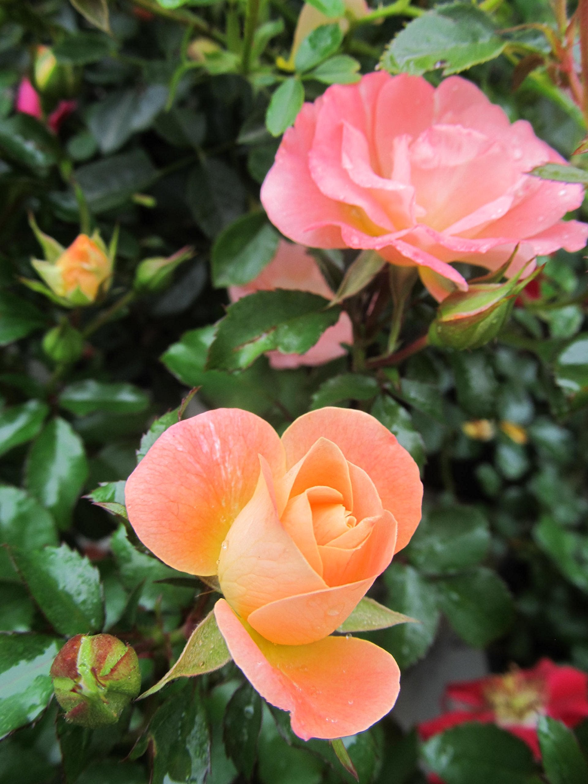 Green Promise Farms close-up of peach petals showing texture and vibrant color
