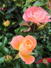 Green Promise Farms close-up of peach petals showing texture and vibrant color