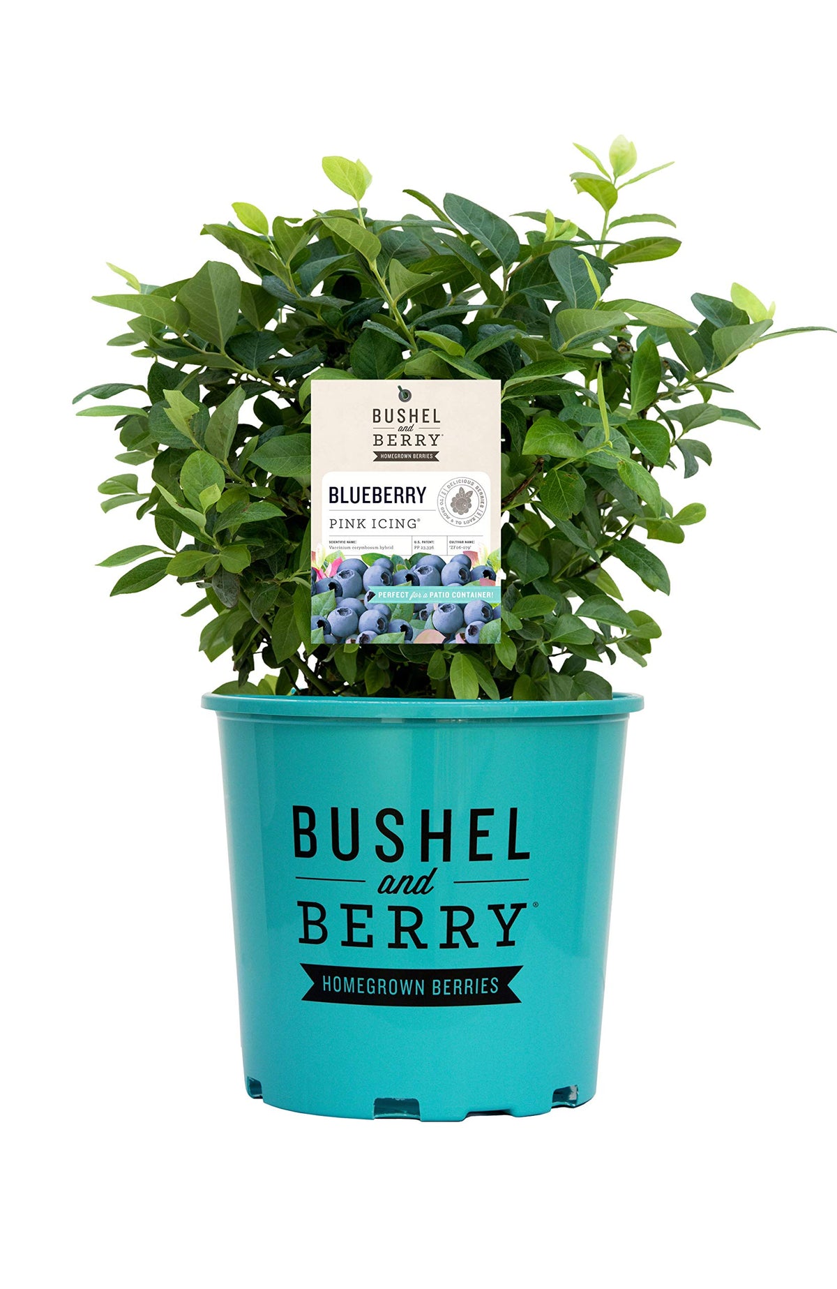Green Promise Farms Pink Icing front view showing plant form and ready-to-plant benefits