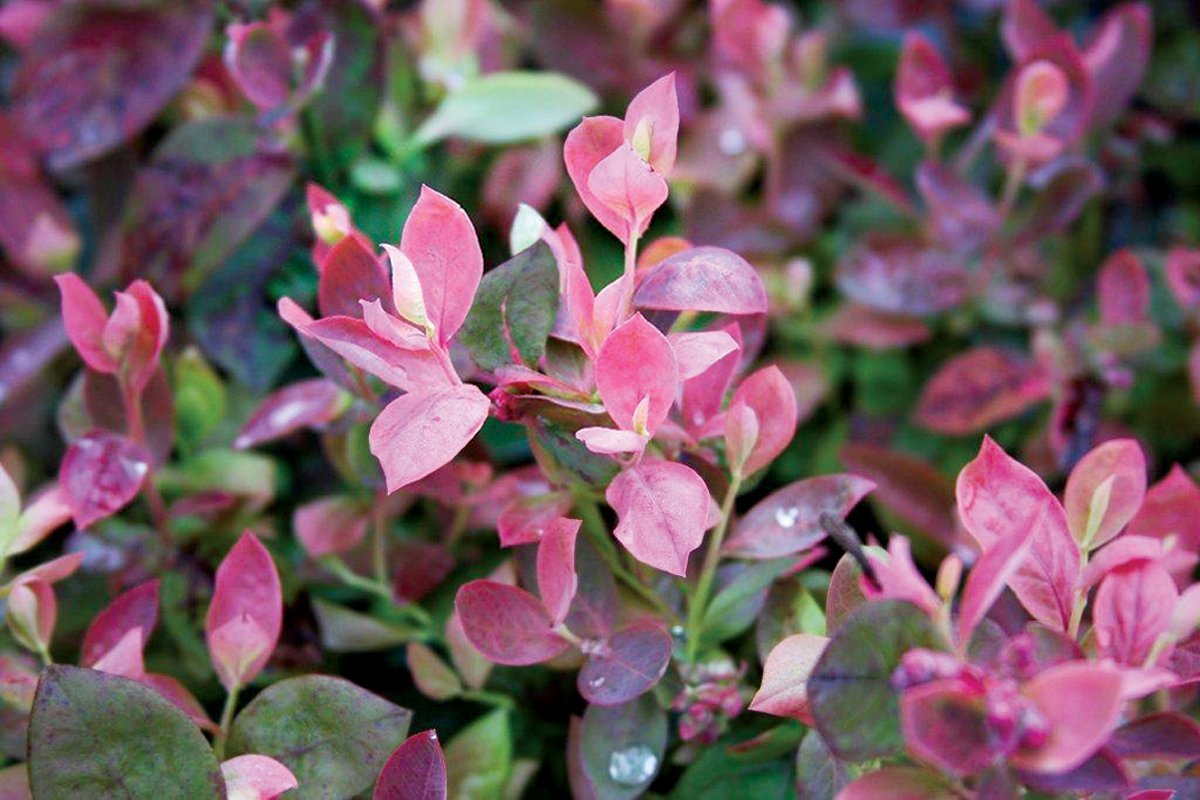 Green Promise Farms Pink Icing ripe blueberry cluster close-up demonstrating sweet fruit