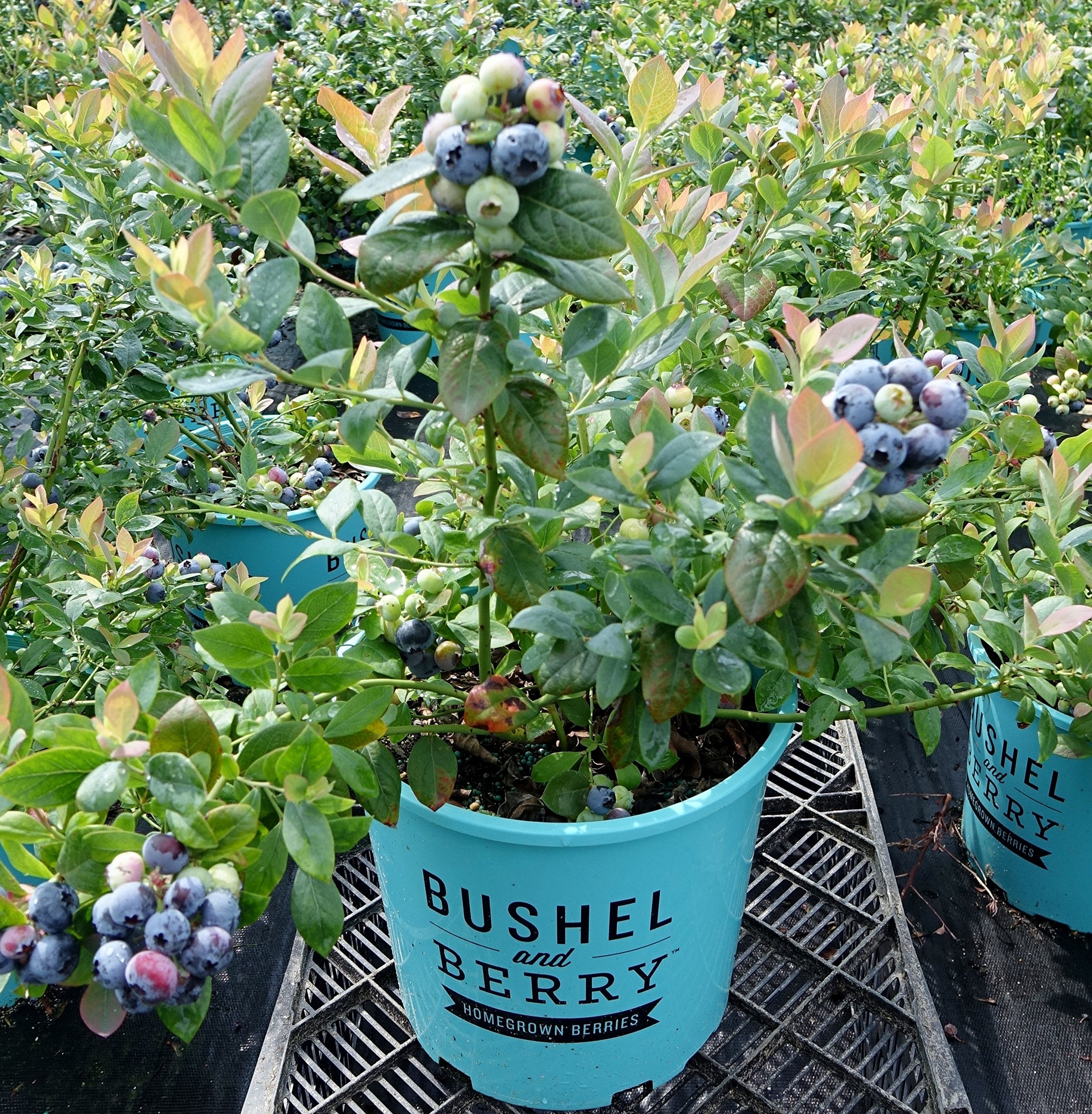 Green Promise Farms Pink Icing winter foliage close-up showing turquoise-blue interest