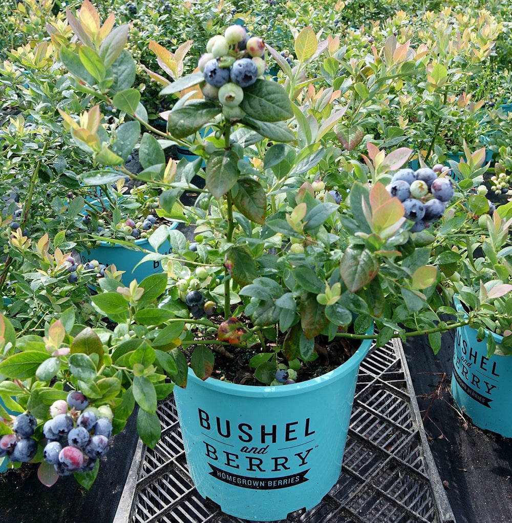 Green Promise Farms Pink Icing winter foliage close-up showing turquoise-blue interest