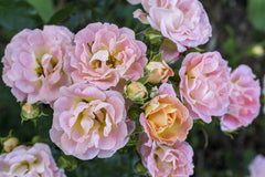 Green Promise Farms Peach Drift rose planted in garden bed showing landscape use