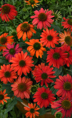Green Promise Farms close-up of Santa Fe flower center and petals, highlights vibrant pink-orange color