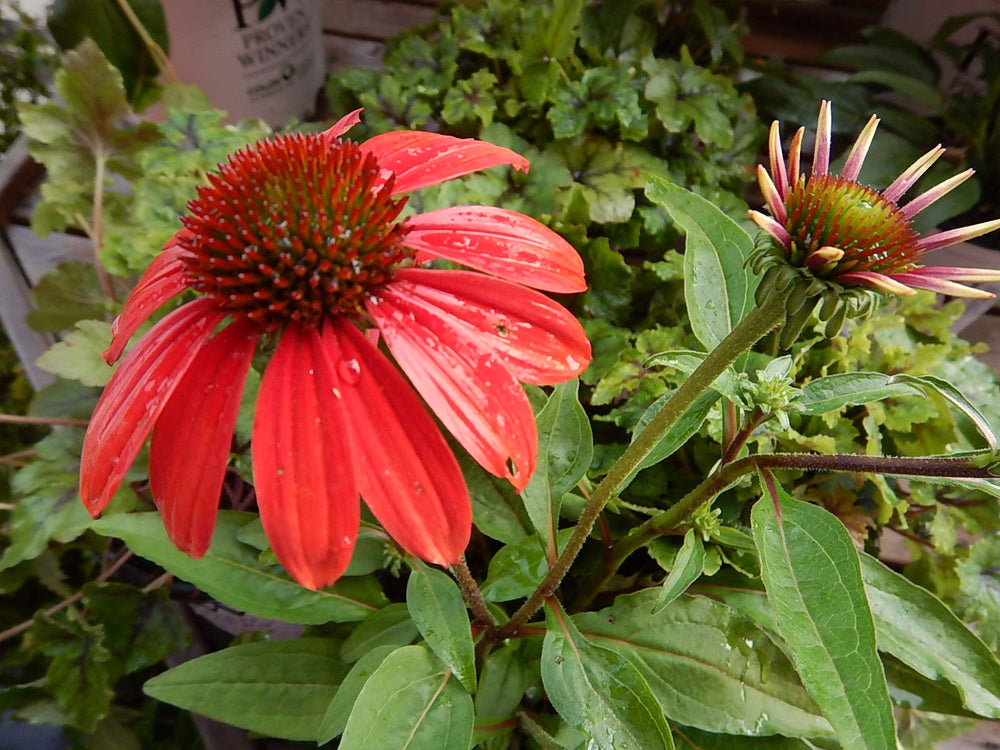 Green Promise Farms Santa Fe planted in a decorative container, demonstrates immediate container beauty