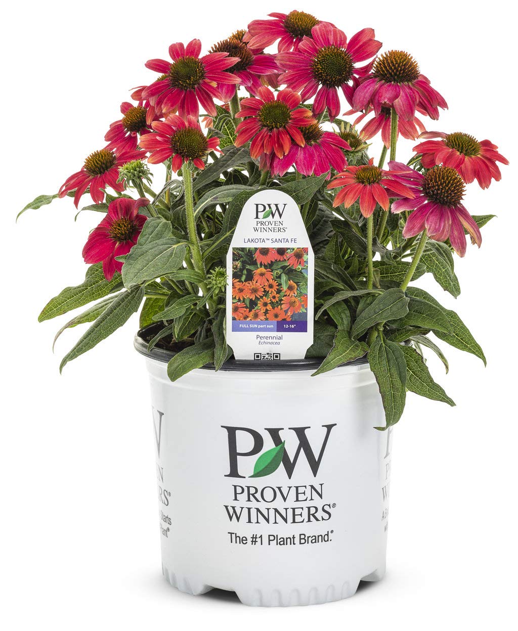 Green Promise Farms Proven Winners Echinacea Santa Fe front view showing compact blooms, adds colorful borders