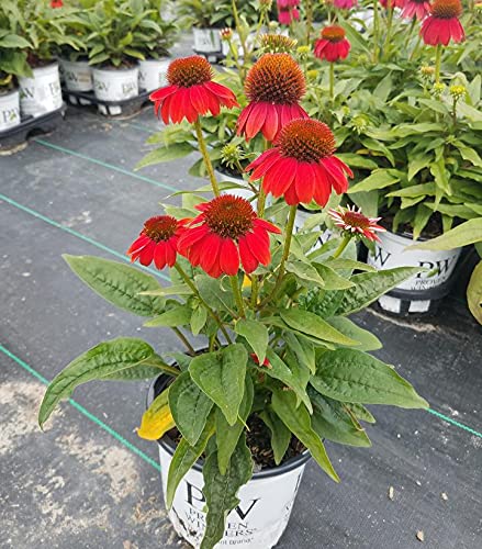 Green Promise Farms Santa Fe in a sunny garden bed with butterflies, attracts pollinators and color