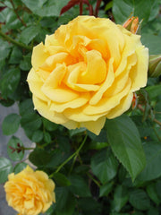 Green Promise Farms Rosa Julia Child close-up bloom showing buttery yellow petals and fragrance