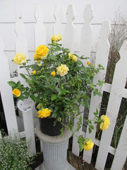 Green Promise Farms Rosa Julia Child foliage detail showing glossy medium green leaves and healthy growth