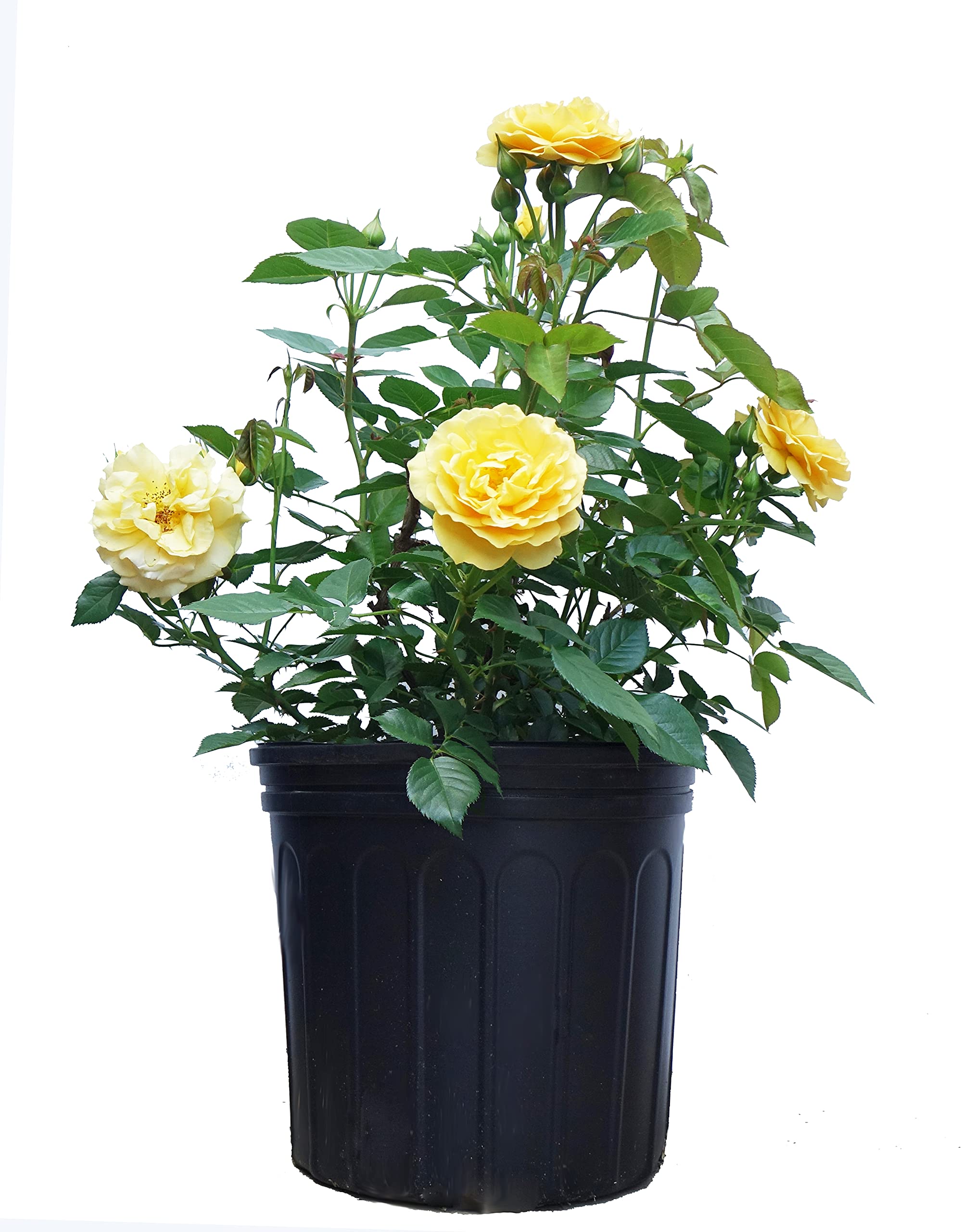 Green Promise Farms Rosa Julia Child front view showing compact shrub and blooms