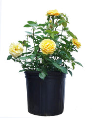 Green Promise Farms Rosa Julia Child front view showing compact shrub and blooms