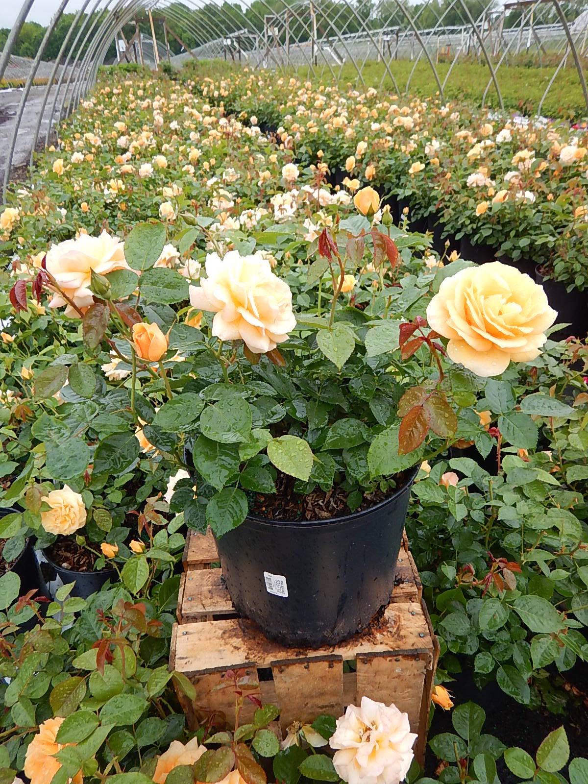 Green Promise Farms Rosa Julia Child planted in a patio container showing immediate planting benefit