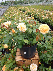 Green Promise Farms Rosa Julia Child planted in a patio container showing immediate planting benefit
