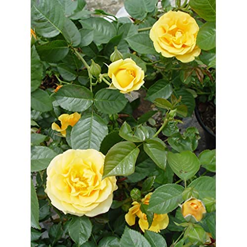 Green Promise Farms Rosa Julia Child next to a ruler showing mature 3–4 ft size for scale