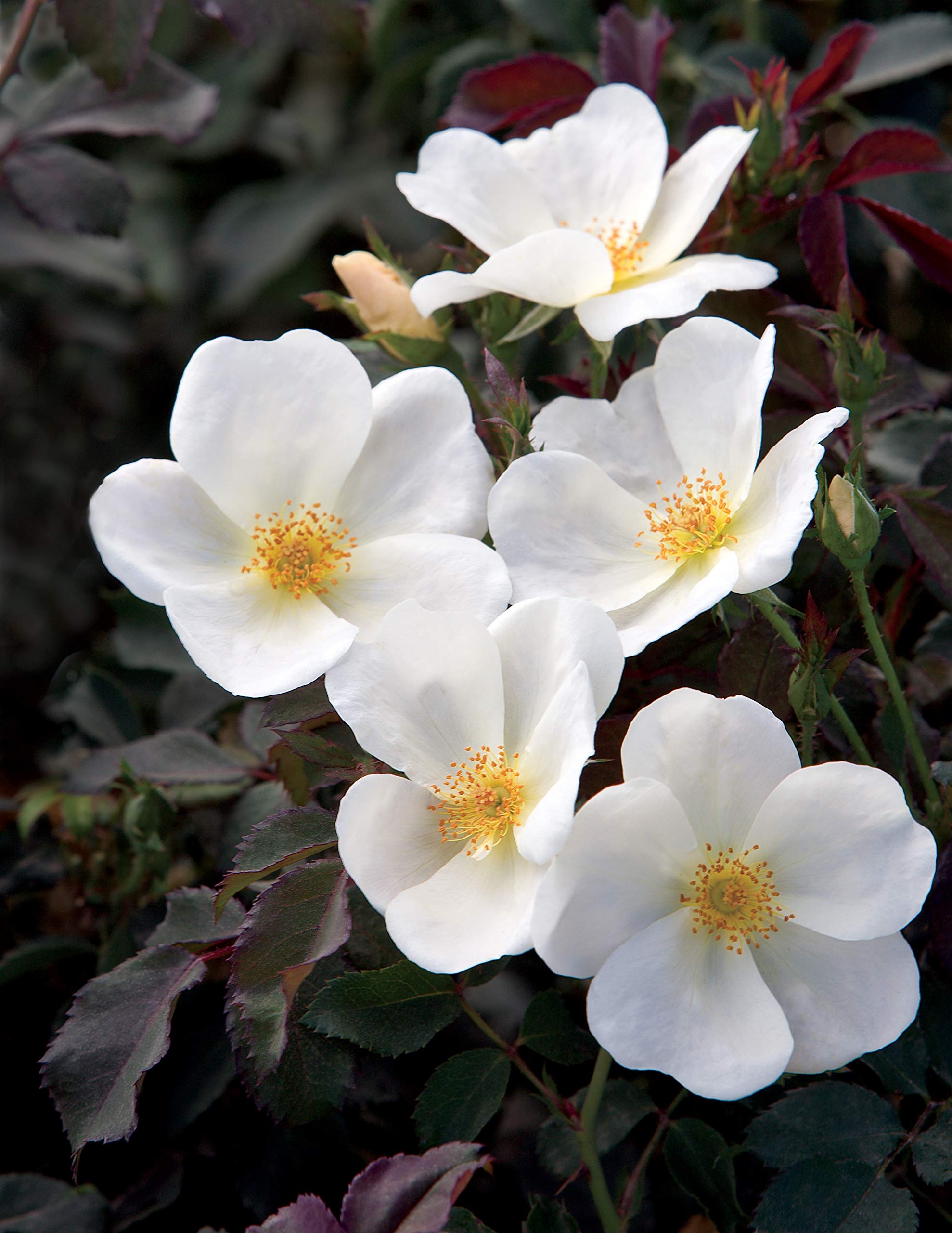 Green Promise Farms close-up of white petals showing texture and healthy bloom detail
